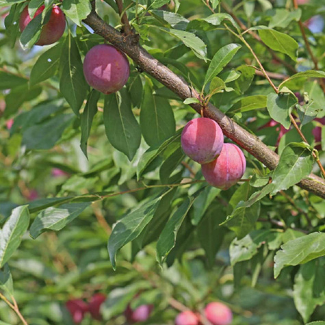Japanischer Pflaumenbaum Casselman - Wurzelnackte Pflanze