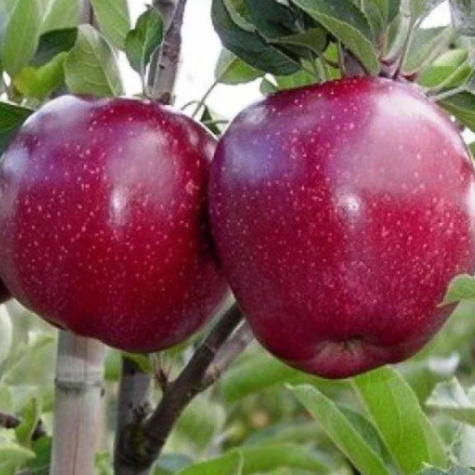 Apfelbaume Starking Obstbaum Apfel 80cm / 140cm