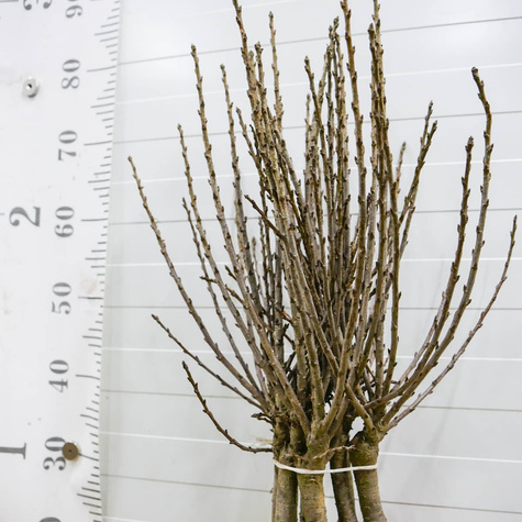 Mini-Zwergkirsche ‚Piemont’ - Wurzelnackte Pflanze