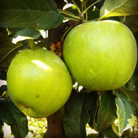 Apfelbaume Mutsu grüner Apfel schorfresistent Obstbaum Apfel 80cm / 140cm