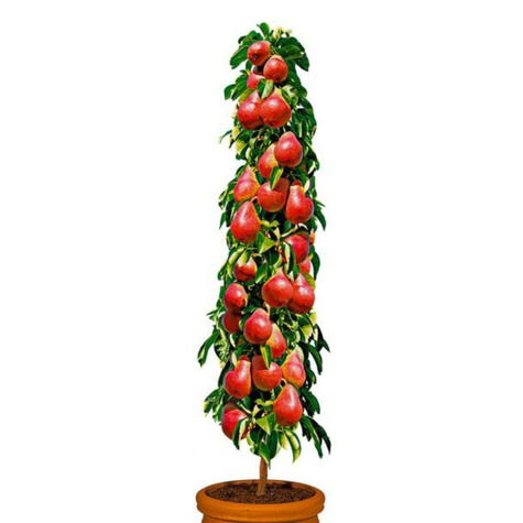 Birnenbaum Säulenobst Decora Obstbaum Birne 120 cm / 160 cm