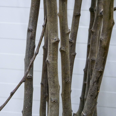 Pflaumenbaum Opal - Wurzelnackte Pflanze