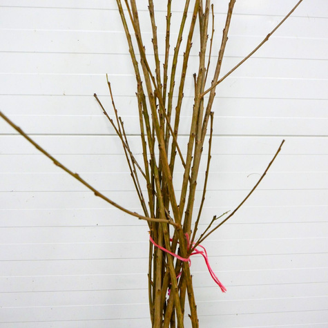 Süßkirsche Burlat - Wurzelnackte Pflanze