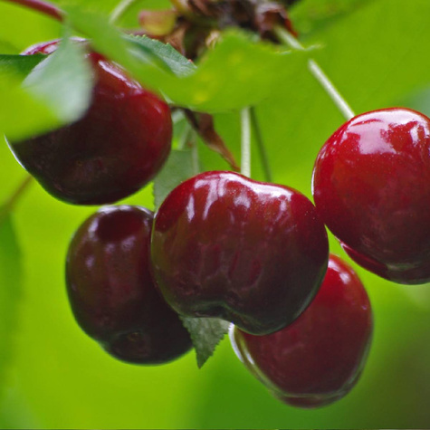 Traubige Sauerkirsche (Újfehértói Fürtös) - Wurzelnackte Pflanze