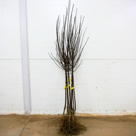 Pflaumenbaum  Renklode Althana - Wurzelnackte Pflanze