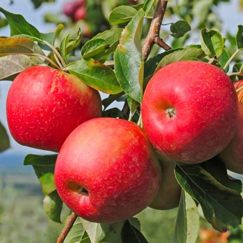 Apfelbaume Freedom schorfresistent Obstbaum Apfel 80cm / 140cm