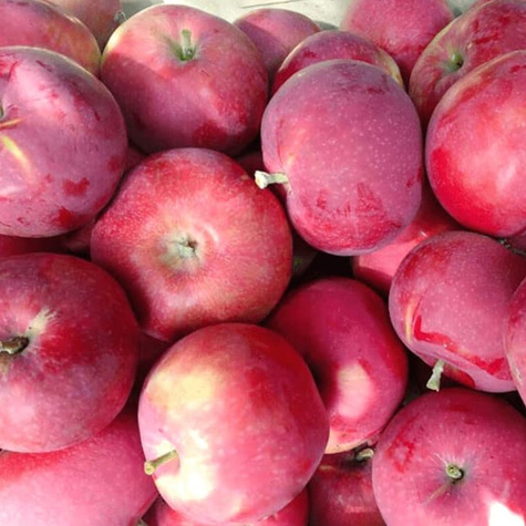 Duo-Apfelbaum Rote und Gelbe Klarapfel - Wurzelnackte Pflanze