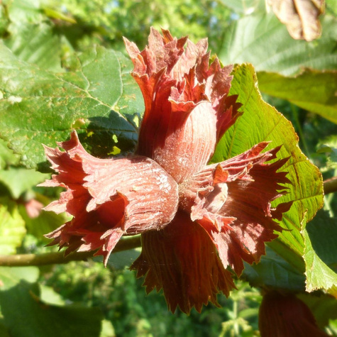 Haselnussbaum „Syrena“ (Rote Haselnuss) - Wurzelnackte Pflanze 