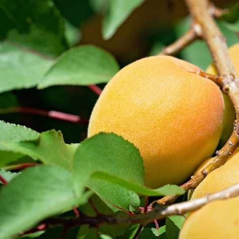 Aprikosenbaum Früh aus Morden - Wurzelnackte Pflanze