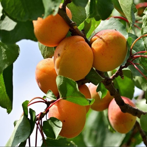 Aprikosenbaum Harcot - Wurzelnackte Pflanze