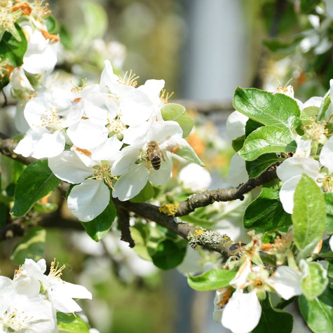 Apfelbaum Antonówka Weißer Rahmapfel Anderthalbpfünder - Wurzelnackte Pflanze