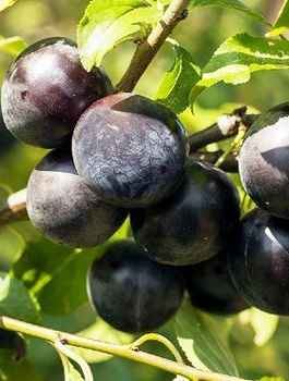 Japanischer Pflaumenbaum Black Amber - Wurzelnackte Pflanze