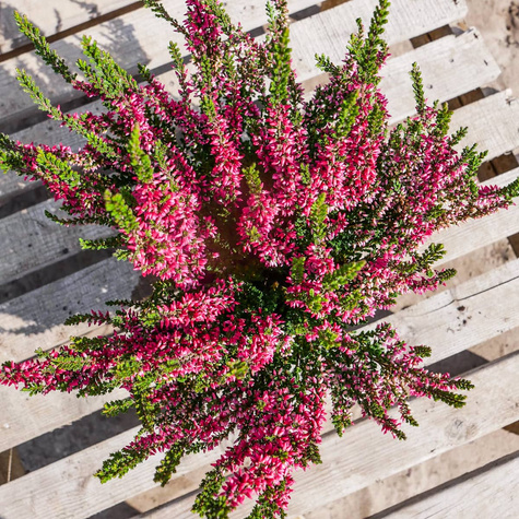 3x Rote Knospenheide – Pflanzenset