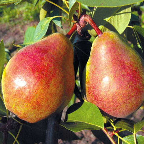 Birnenbaum Isolda Obstbaum Birne 80cm / 140cm