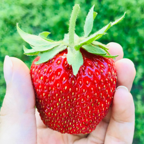 10 Stk. Erdbeerpflanze 'El GIGANT' sehr große Früchte