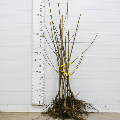 Süßkirsche ‘Regina’ - Zwergform (Gisela 5) - Wurzelnackte Pflanze