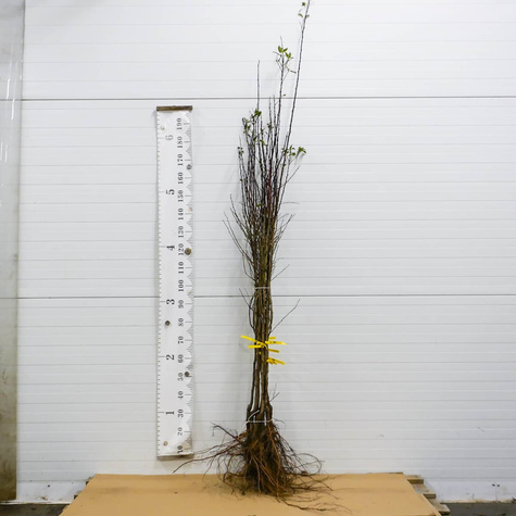 Pflaumenbaum Amers - Wurzelnackte Pflanze