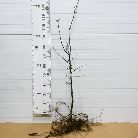 Birnenquitte Rea’s Mammoth – wurzelnackte Pflanze