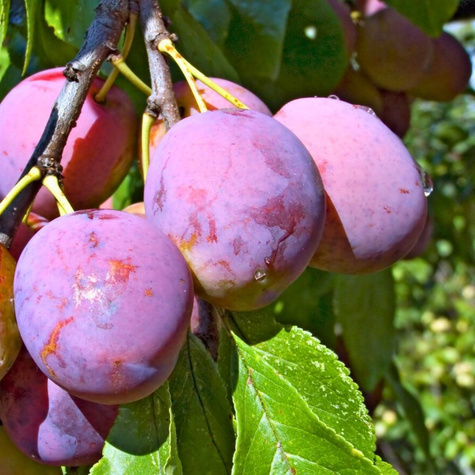 Pflaumenbaum Oneida - Wurzelnackte Pflanze