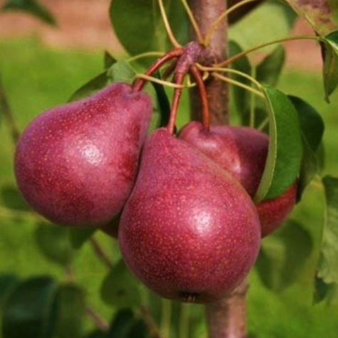 Birnbaum Rote Williams Christ - Wurzelnackte Pflanze